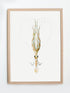 raw wood framed vintage squid print wall art